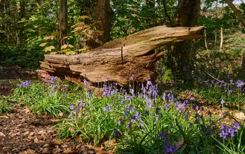 Bluebells against log.jpg